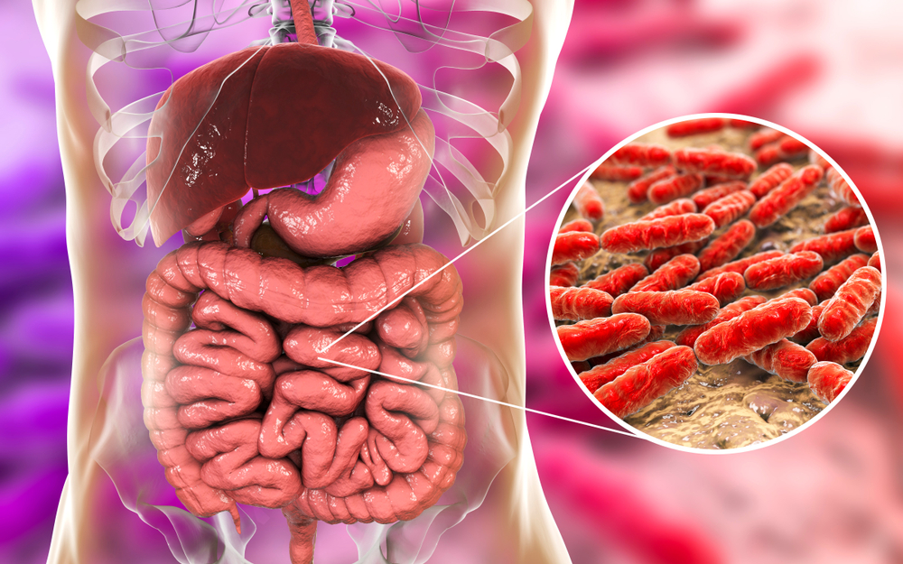 Normal flora of small intestine bacteria LactobacillusKateryna Kons