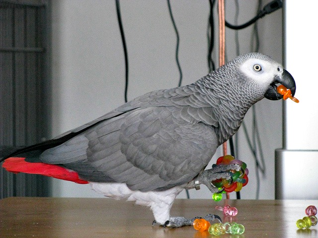 cognitive abilities parrots