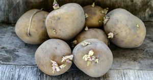 potato