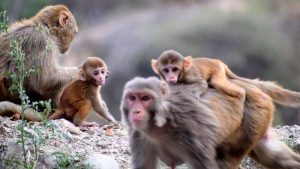 Group Of Monkeys