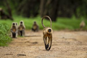 gray hanuman langurs