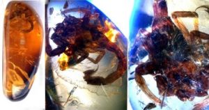 Scorpion Fossils 1