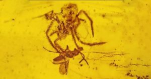 Spider and wasp fossils 728x384 1