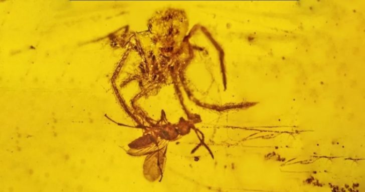 Spider and wasp fossils 728x384 1