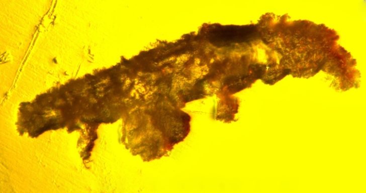 tardigrade fossils 728x384 1