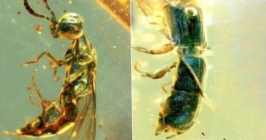 wasp and beetle fossils 728x384 1