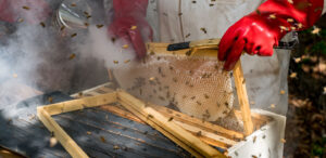 bee-day-1