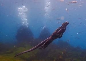 Magine iguana underwater.jpg