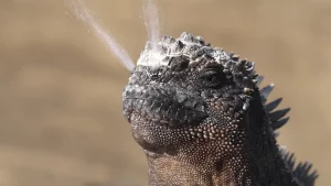 Marine Iguana Sneezing salt.jpg