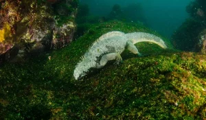 Marine Iguana feeding on underwater alge.jpg