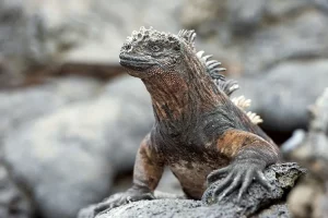 Marine Iguana.jpg