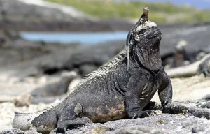 Marine iguana with a lava lizard on its head.jpg