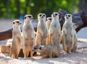 The meerkat effect