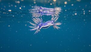 blue-dragon-sea-slug-venomous-prey