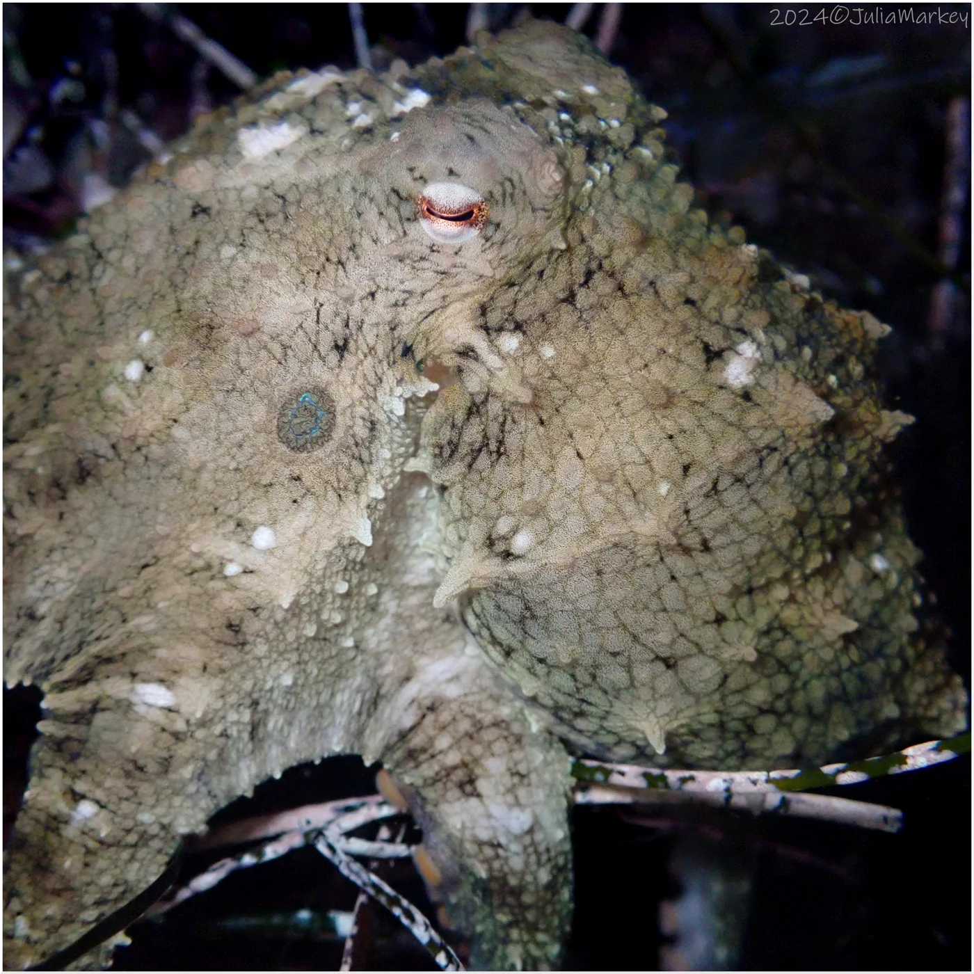 Can Octopus Arms Think for Themselves? What the Science Shows 2 California two-spot octopus photographed at Nicholson Point in La Jolla