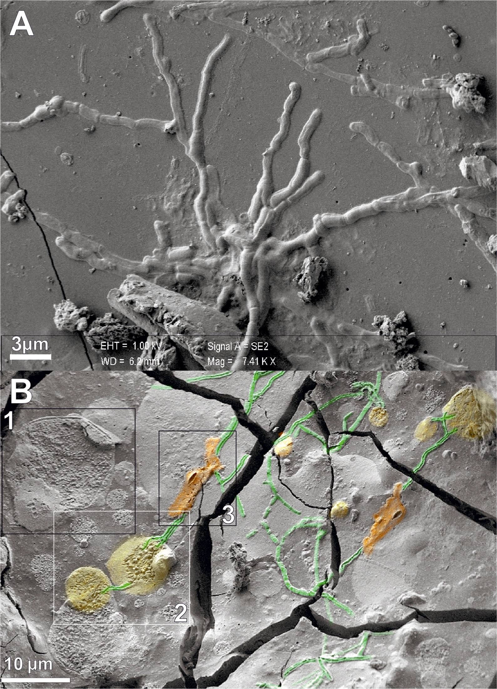 Figure 2 from the 2020 paper showing electron micrographs of structures interpreted as neural, with explanatory coloring and micrometer-scale bars