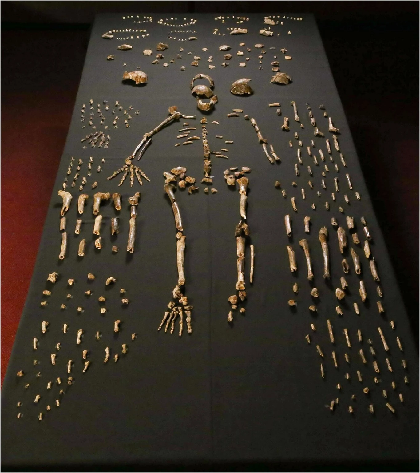 Real display of Dinaledi cave fossil bones, a composite arrangement of many individuals