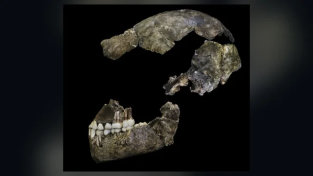Authentic fossil photograph of the assembled Homo naledi DH1 skull, adapted as a widescreen lead image