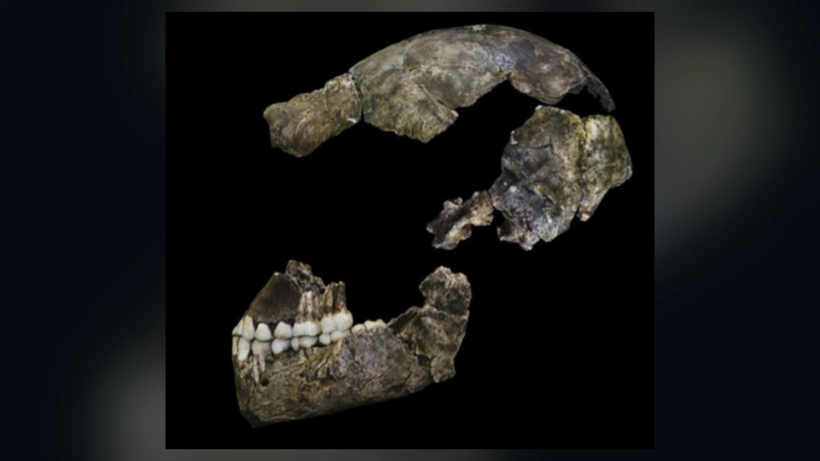 Authentic fossil photograph of the assembled Homo naledi DH1 skull, adapted as a widescreen lead image