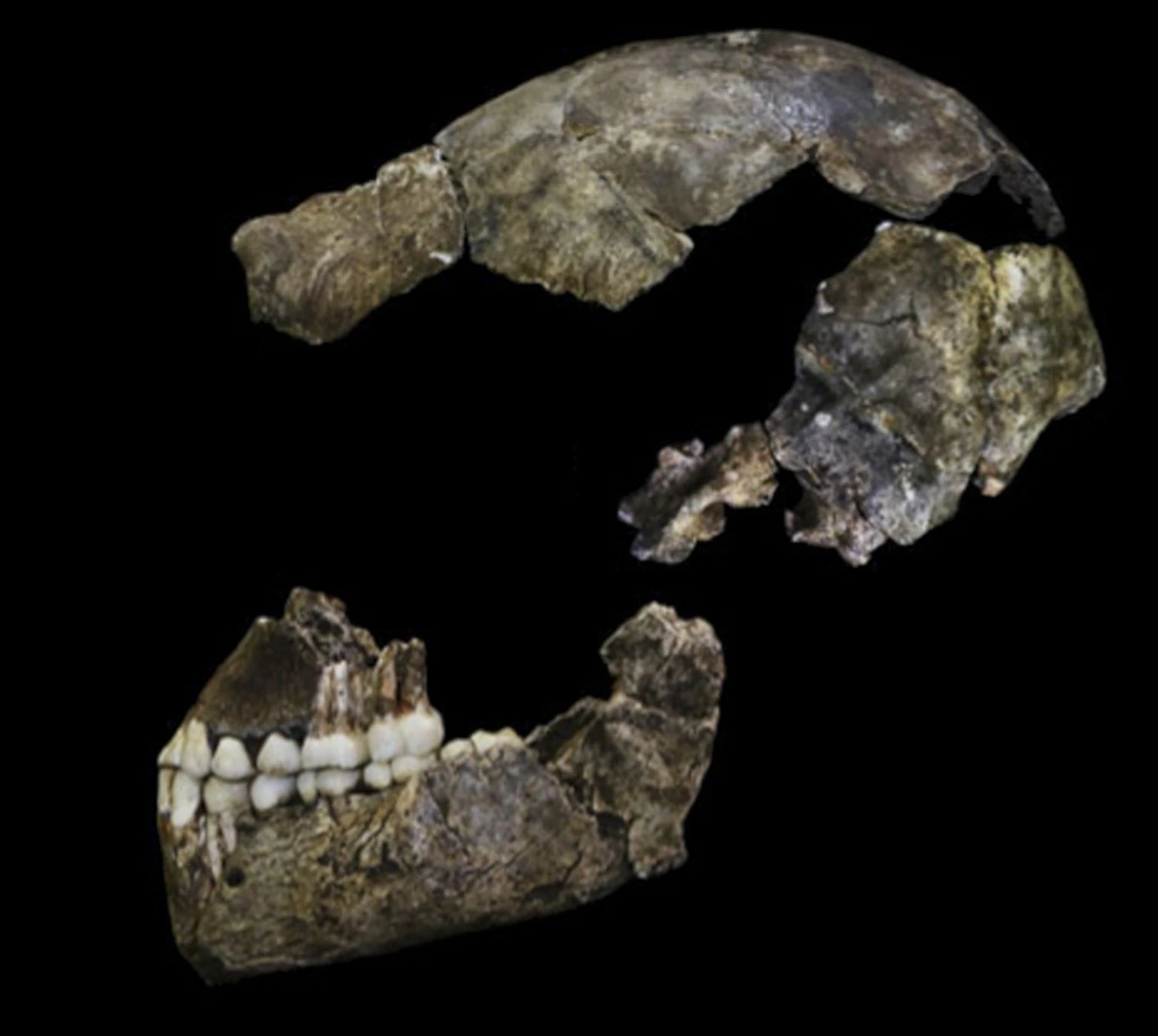 لغز أسنان 20 من البشر القدماء: لماذا لم يعثر العلماء على علامة ذكورية مؤكدة لدى Homo naledi؟ 3 صورة أصلية لأجزاء جمجمة الإنسان القديم Homo naledi مع الفك والأسنان على خلفية سوداء