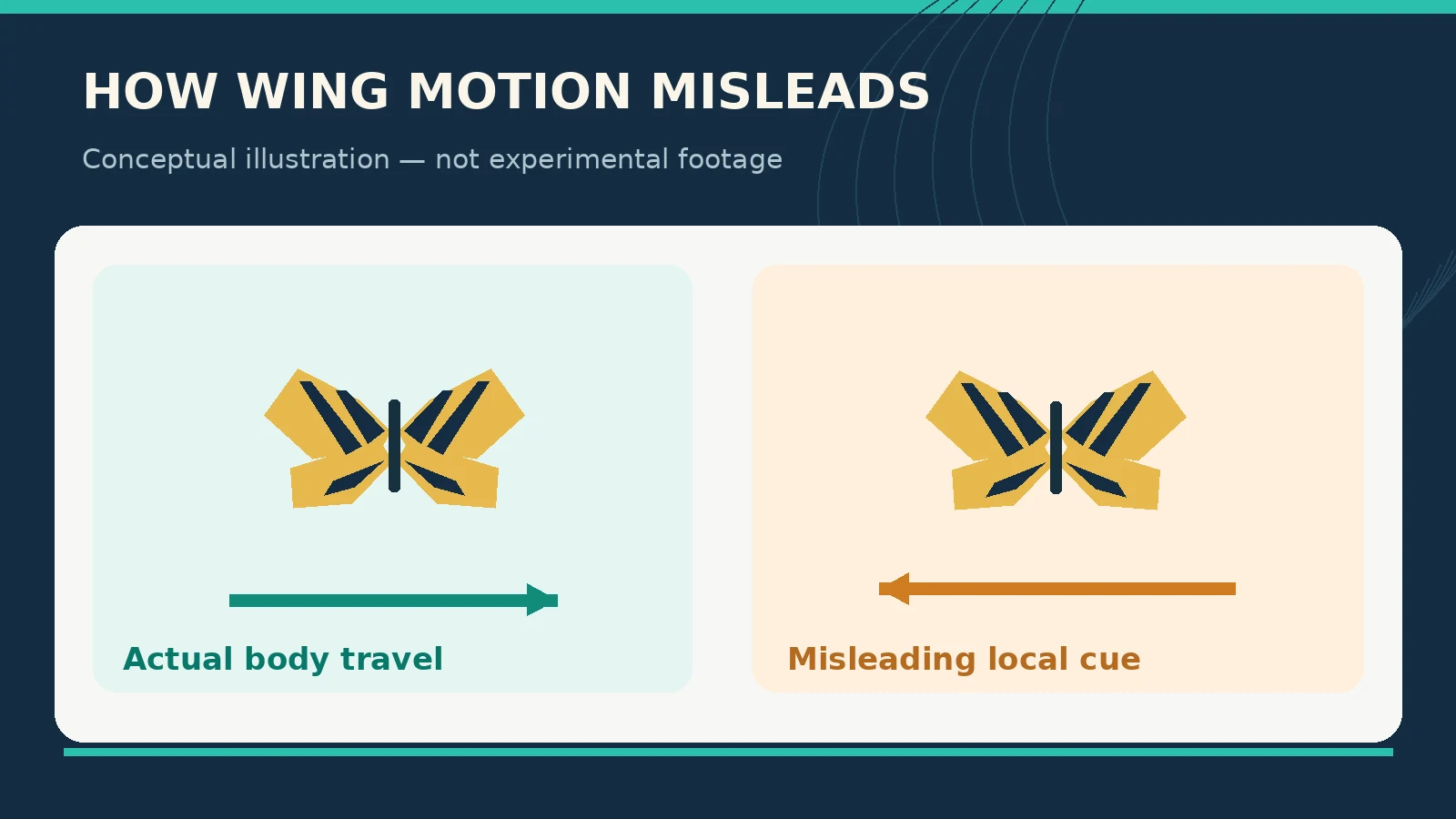 Why Are Butterflies So Hard to Catch? Their Wing Optical Illusion Explained 2 Conceptual schematic contrasting real travel with a false local motion cue; not reproduced study data.