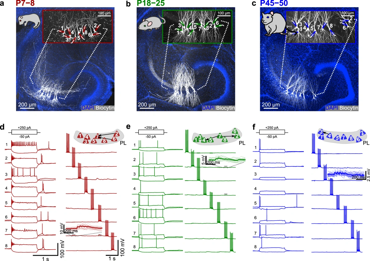 Original Figure 1 from a 2026 mouse hippocampal CA3 study showing experimental recordings and developmental connectivity measurements