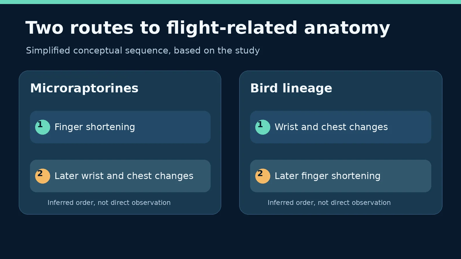 Four-Winged Norellraptor: Did Dinosaur Flight Evolve More Than Once? 2 Original conceptual illustration of differing reconstructed sequences of anatomical changes.