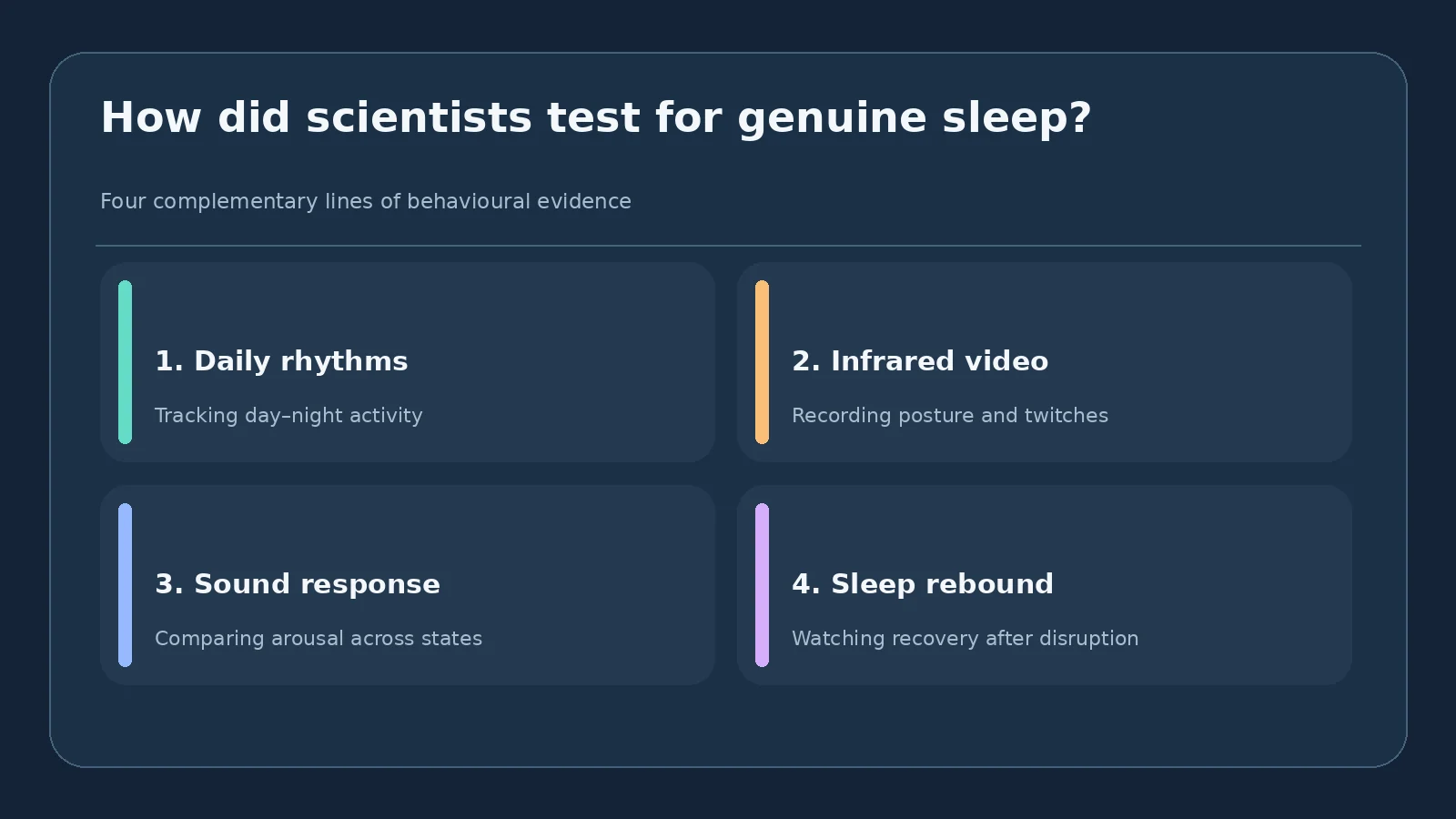 Do Jumping Spiders Dream? Two Sleep Stages and a REM-Like Discovery 3 Diagram showing circadian, video, sound and sleep rebound tests